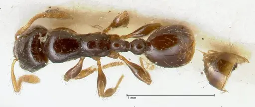 Vollenhovia punctata - FOCOL1671