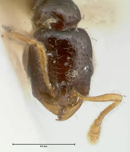 Vollenhovia punctata - FOCOL1671