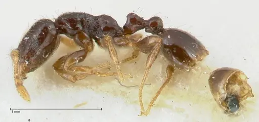 Vollenhovia punctata - FOCOL1671