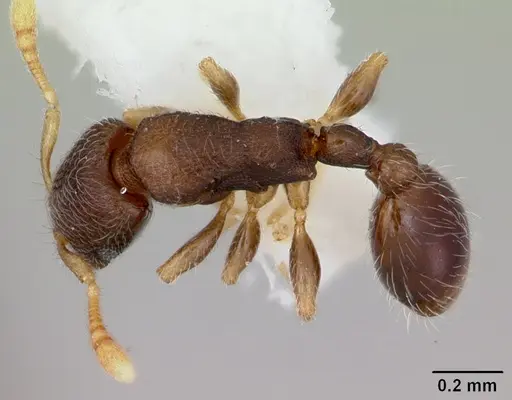 Vollenhovia pwidikidika specimen