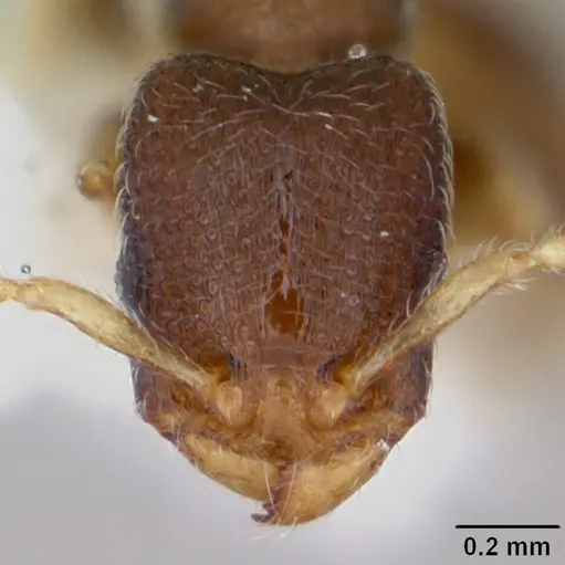 Vollenhovia pwidikidika specimen