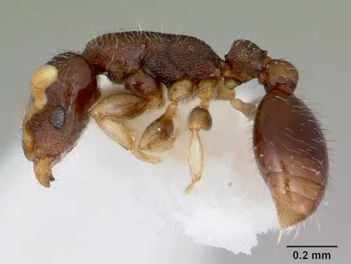 Vollenhovia pwidikidika specimen