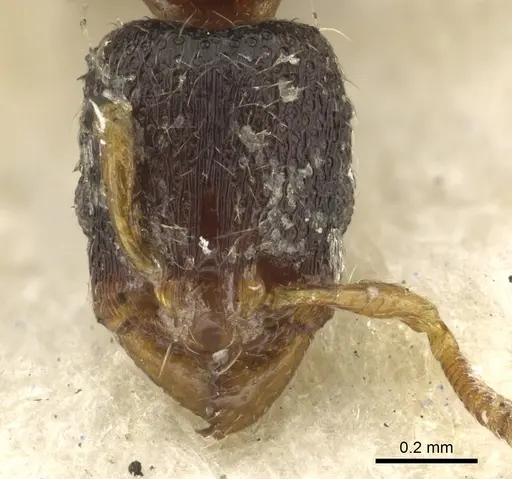 Vollenhovia rufipes specimen