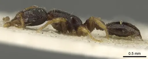 Vollenhovia rufipes specimen