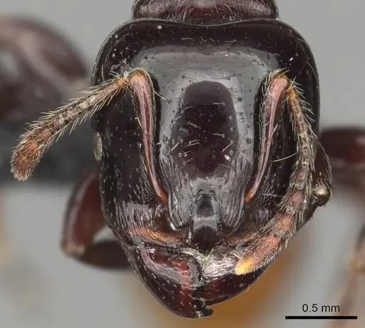 Vollenhovia rufiventris specimen