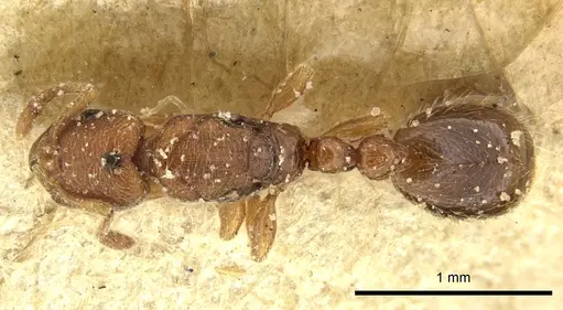 Vollenhovia samoensis specimen