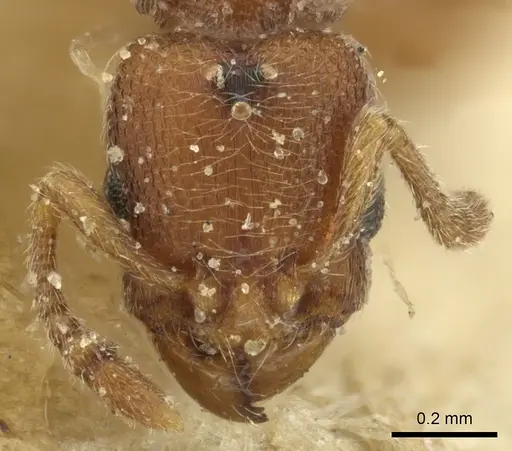 Vollenhovia samoensis specimen