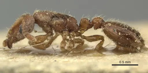 Vollenhovia samoensis specimen