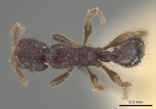 Vollenhovia samoensis - CASENT0919625