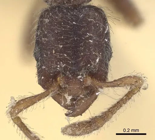 Vollenhovia samoensis - CASENT0919625