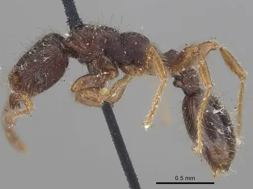 Vollenhovia samoensis - CASENT0919625