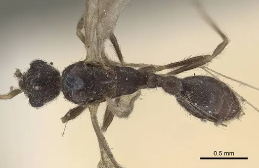 Vollenhovia samoensis - CASENT0919626