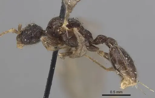 Vollenhovia samoensis - CASENT0919626