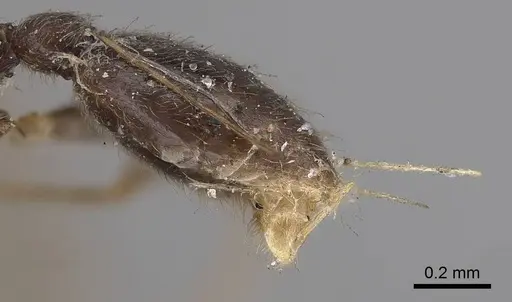 Vollenhovia samoensis - CASENT0919626