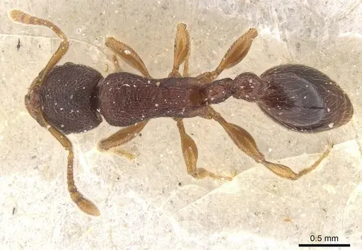 Vollenhovia satoi specimen