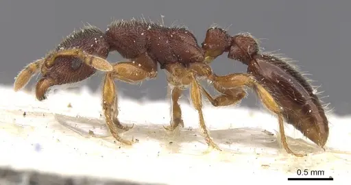 Vollenhovia satoi specimen