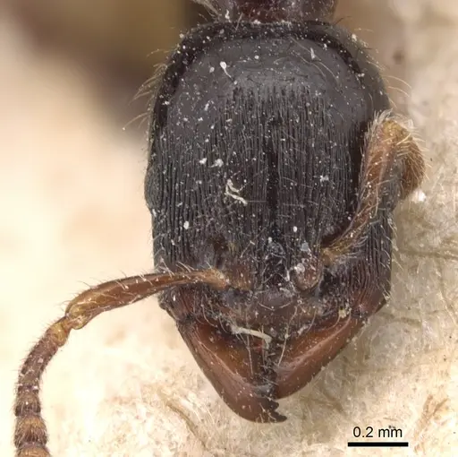 Vollenhovia simoides specimen