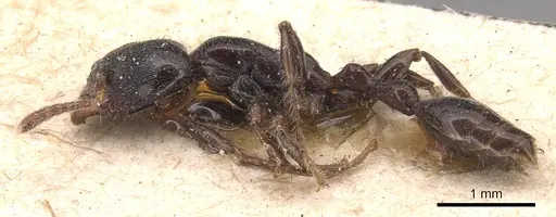 Vollenhovia simoides specimen