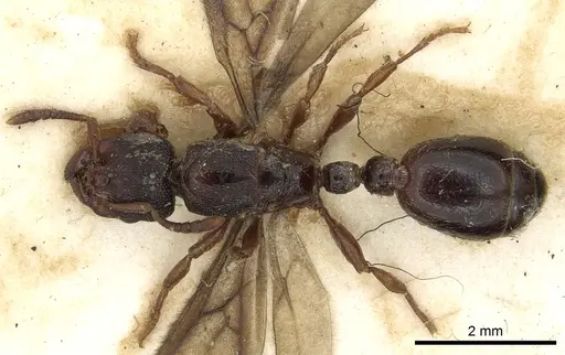 Vollenhovia soleaferrea specimen