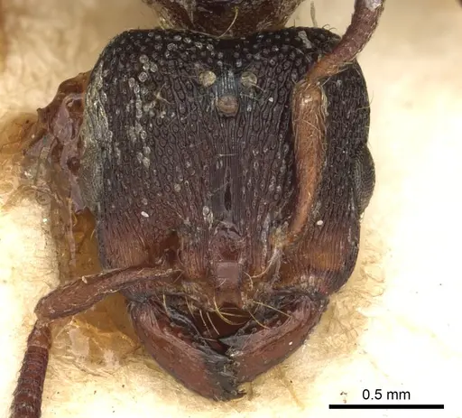 Vollenhovia soleaferrea specimen