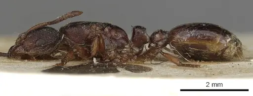 Vollenhovia soleaferrea specimen