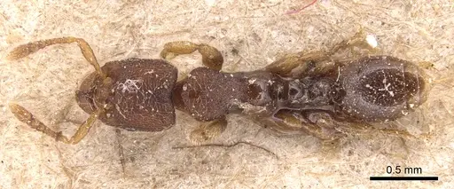 Vollenhovia subtilis specimen