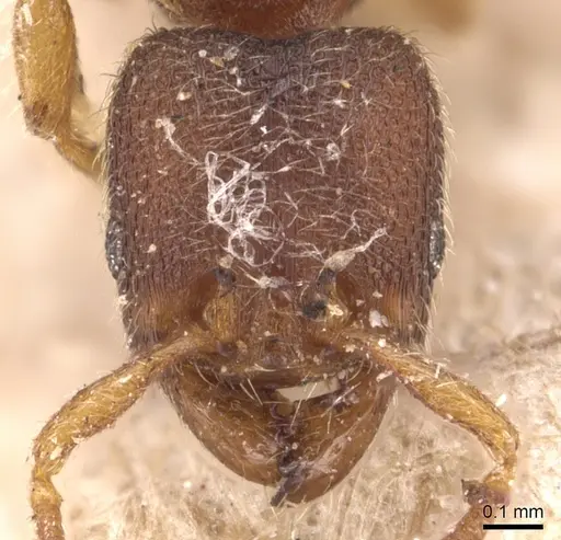 Vollenhovia subtilis specimen