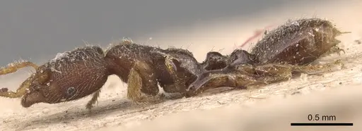 Vollenhovia subtilis specimen