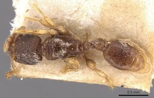 Vollenhovia subtilis - CASENT0904549