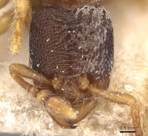 Vollenhovia subtilis - CASENT0904549