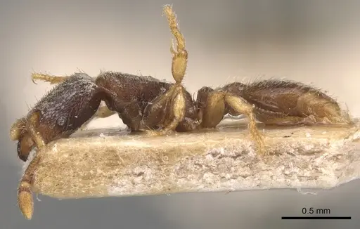 Vollenhovia subtilis - CASENT0904549