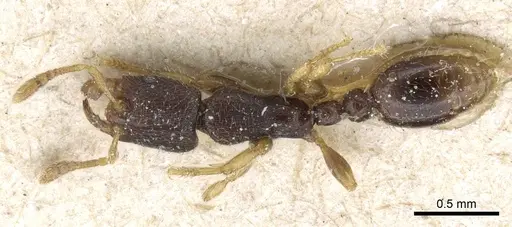 Vollenhovia subtilis - CASENT0905753