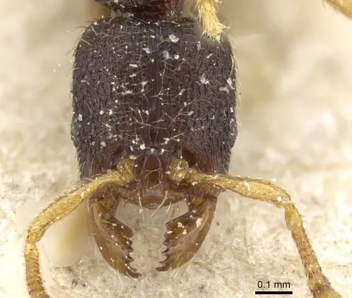 Vollenhovia subtilis - CASENT0905753