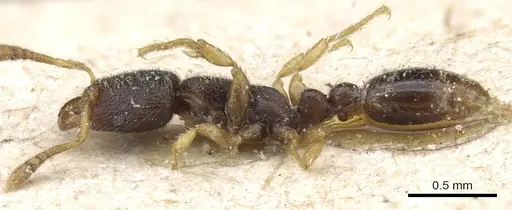 Vollenhovia subtilis - CASENT0905753