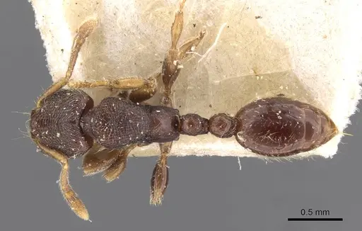 Vollenhovia subtilis - CASENT0908667