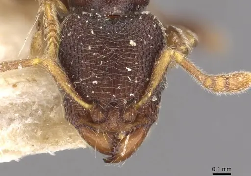 Vollenhovia subtilis - CASENT0908667