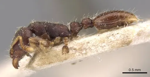 Vollenhovia subtilis - CASENT0908667