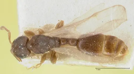 Vollenhovia subtilis - FOCOL1652