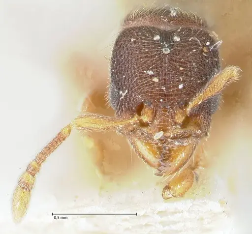 Vollenhovia subtilis - FOCOL1652