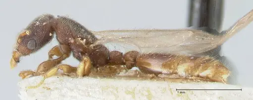 Vollenhovia subtilis - FOCOL1652