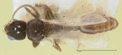 Vollenhovia subtilis - FOCOL1653