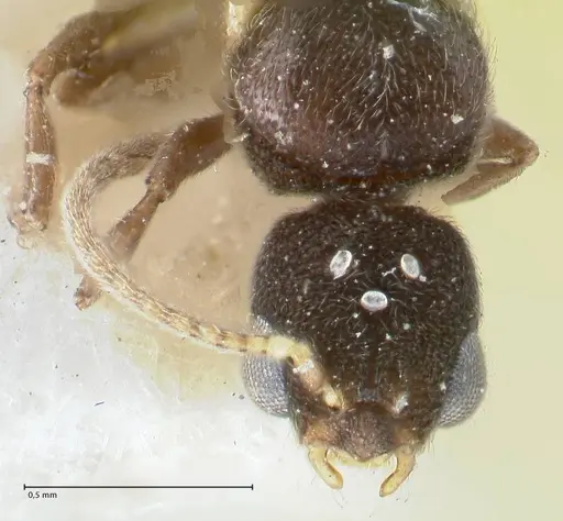 Vollenhovia subtilis - FOCOL1653