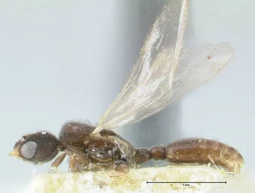 Vollenhovia subtilis - FOCOL1653