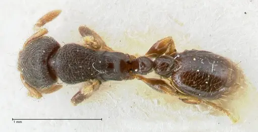 Vollenhovia subtilis - FOCOL1654