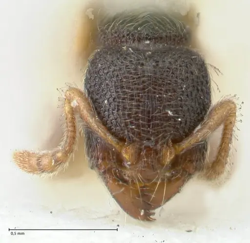 Vollenhovia subtilis - FOCOL1654