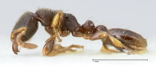 Vollenhovia subtilis - FOCOL1654