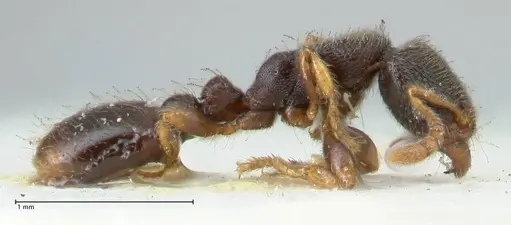 Vollenhovia subtilis - FOCOL1654