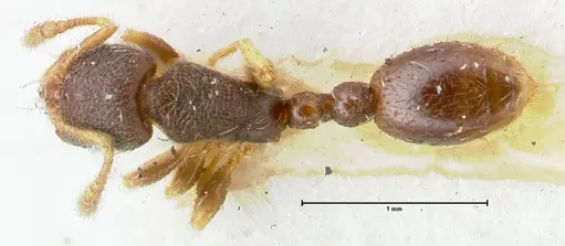 Vollenhovia subtilis - FOCOL1655