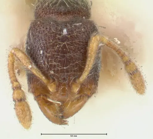 Vollenhovia subtilis - FOCOL1655