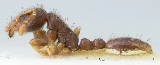 Vollenhovia subtilis - FOCOL1655